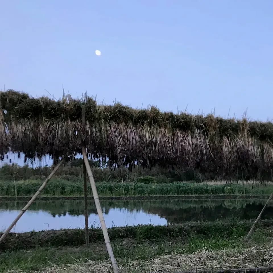 もち麦（ダイシモチ）【無農薬・無肥料・天日干し】
