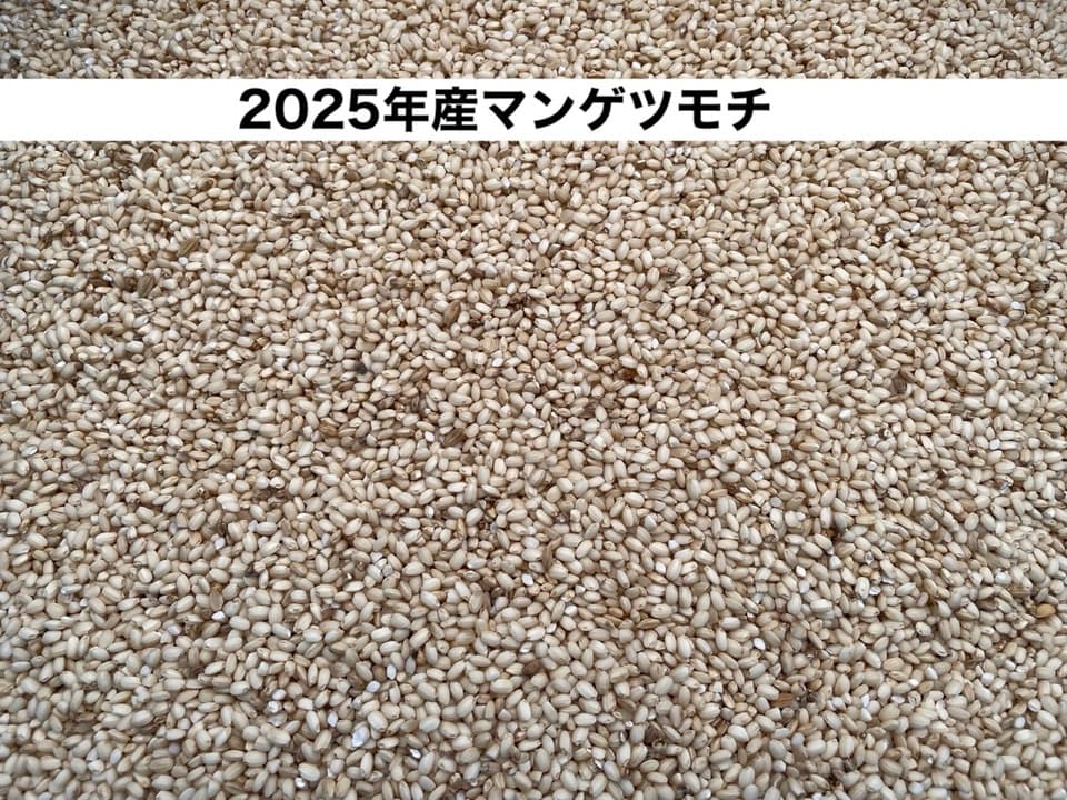 令和7年度産もち米＜マンゲツモチ＞玄米/白米【無農薬・無肥料・天日干し】