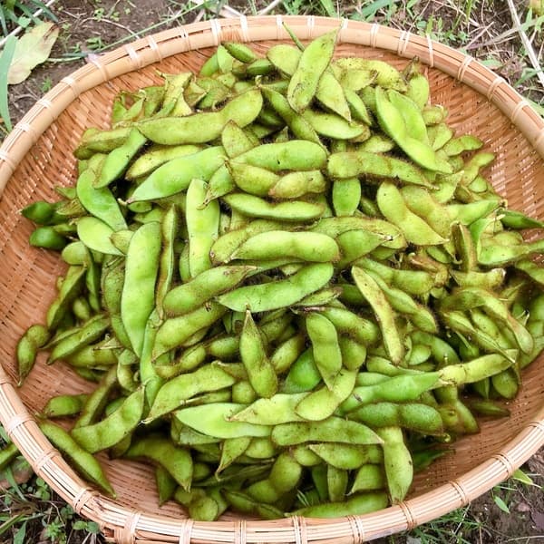黒豆の枝豆【無農薬・無肥料】
