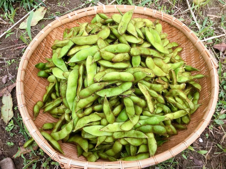 黒豆の枝豆【無農薬・無肥料】