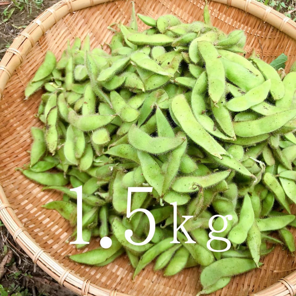 小糸の在来枝豆【無農薬・無肥料】