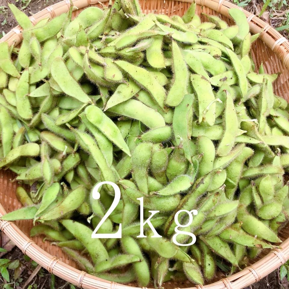 小糸の在来枝豆【無農薬・無肥料】