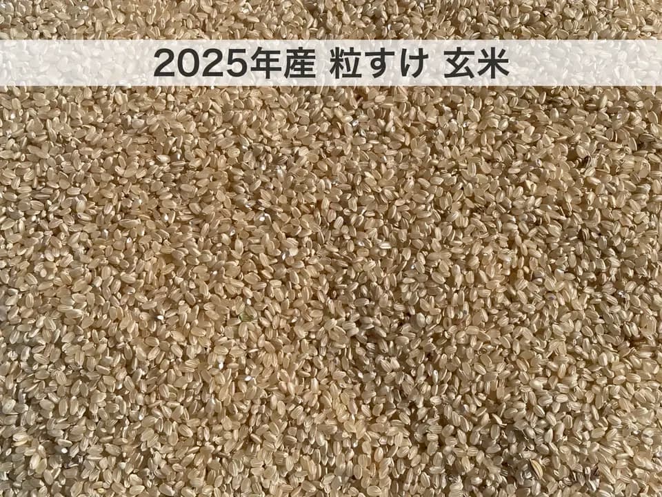 令和7年度産＜粒すけ＞白米/玄米【無農薬・無肥料・天日干し】