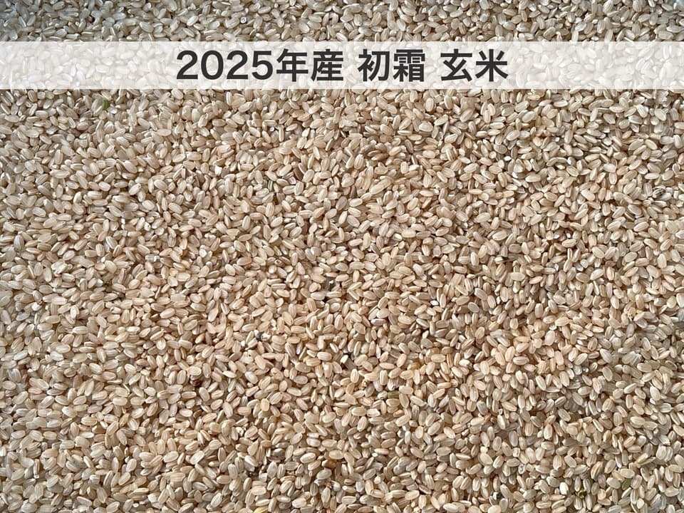 令和7年度産＜初霜＞白米/玄米【無農薬・無肥料・天日干し】