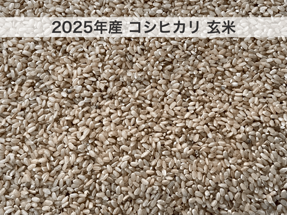令和7年度産＜コシヒカリ＞白米/玄米【無農薬・無肥料・天日干し】