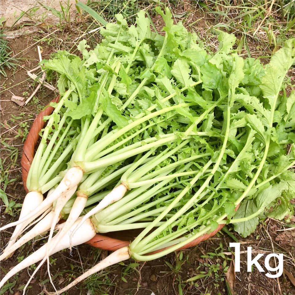 【無農薬・無肥料】柔らかく旨みもある葉大根（打木源助大根の間引き菜）