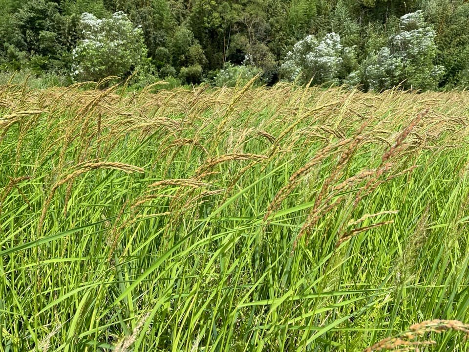 香り米【無農薬・無肥料・天日干し】