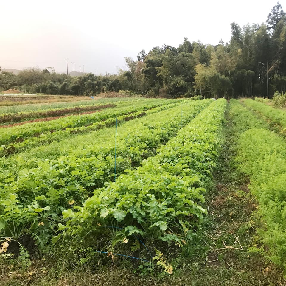 切り干し大根【無農薬・無肥料 自然栽培 天日干し】