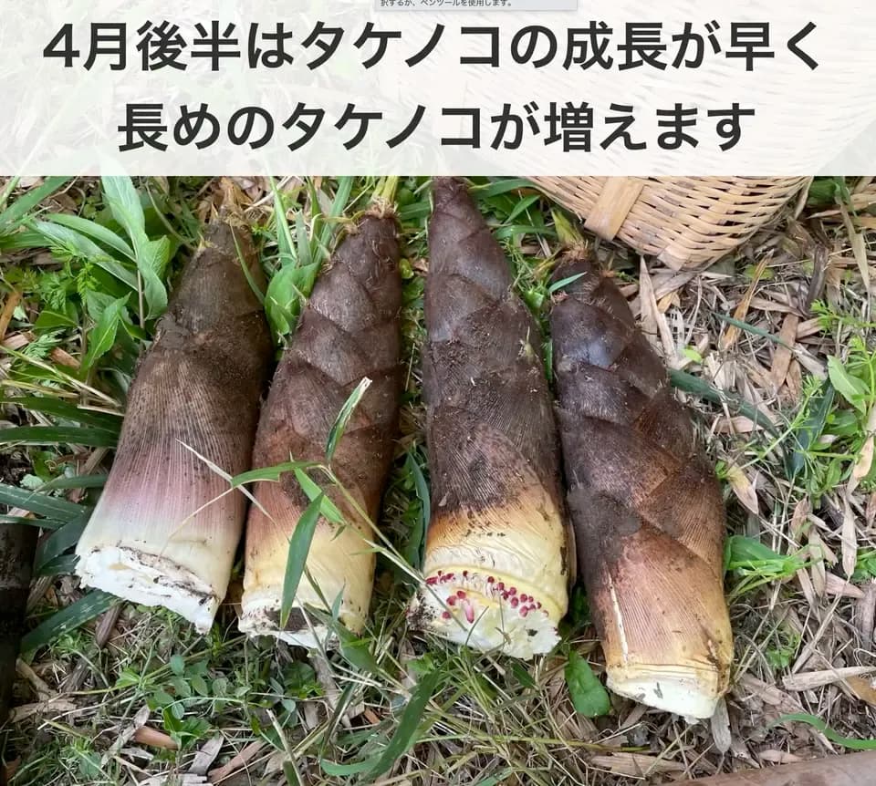 【４月限定！採りたてをお届け】孟宗竹たけのこ