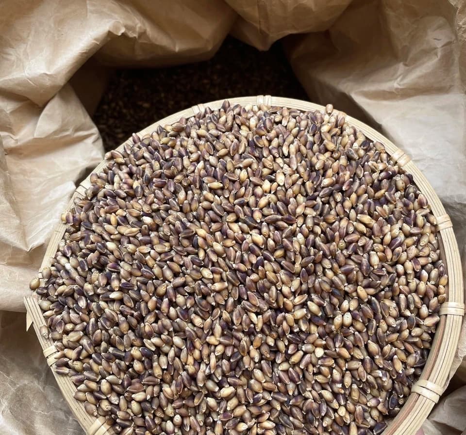 自家栽培　もち麦ダイシモチ15kg もち麦（ダイシモチ）【無農薬・無肥料・天日干し】 ののま自然農園