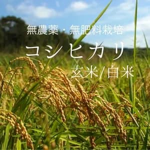 《予約》令和8年度産＜コシヒカリ＞玄米/白米【無農薬・無肥料】