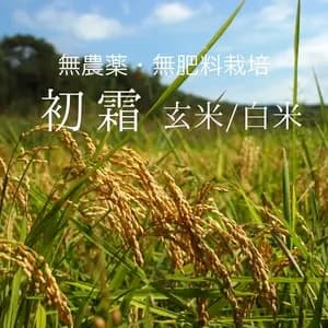 《予約》令和8年度産＜初霜＞玄米/白米【無農薬・無肥料】