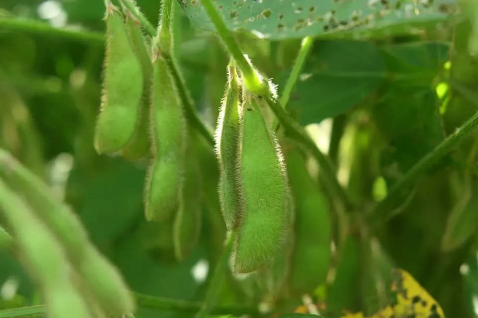 小糸の在来大豆【味噌づくりにも！無農薬・無肥料・天日干し】 ののま