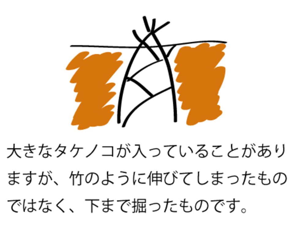 【４月限定！採りたてをお届け】孟宗竹たけのこ