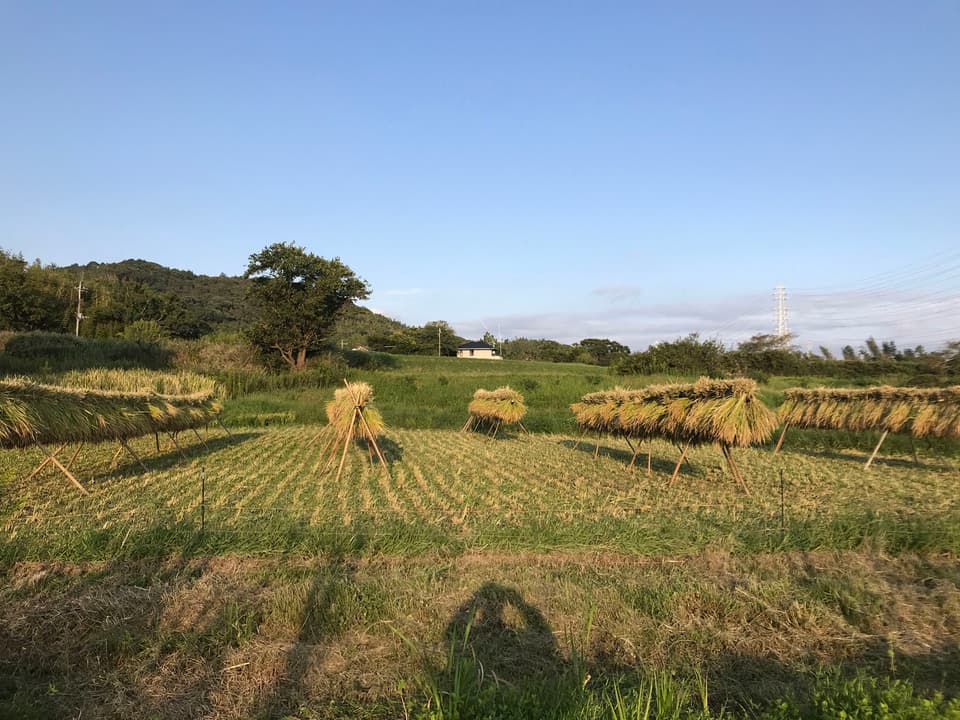 《年末予約》玄米もちのし餅【天日干し・無農薬・無肥料のお米】