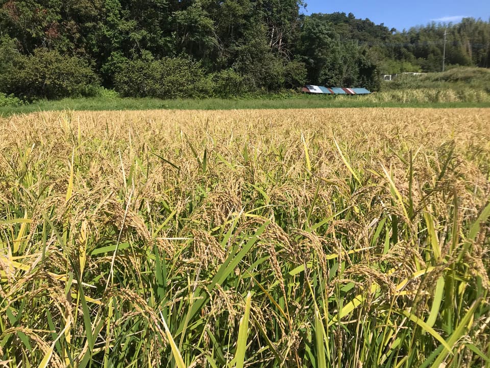 《年末予約》玄米もちのし餅【天日干し・無農薬・無肥料のお米】