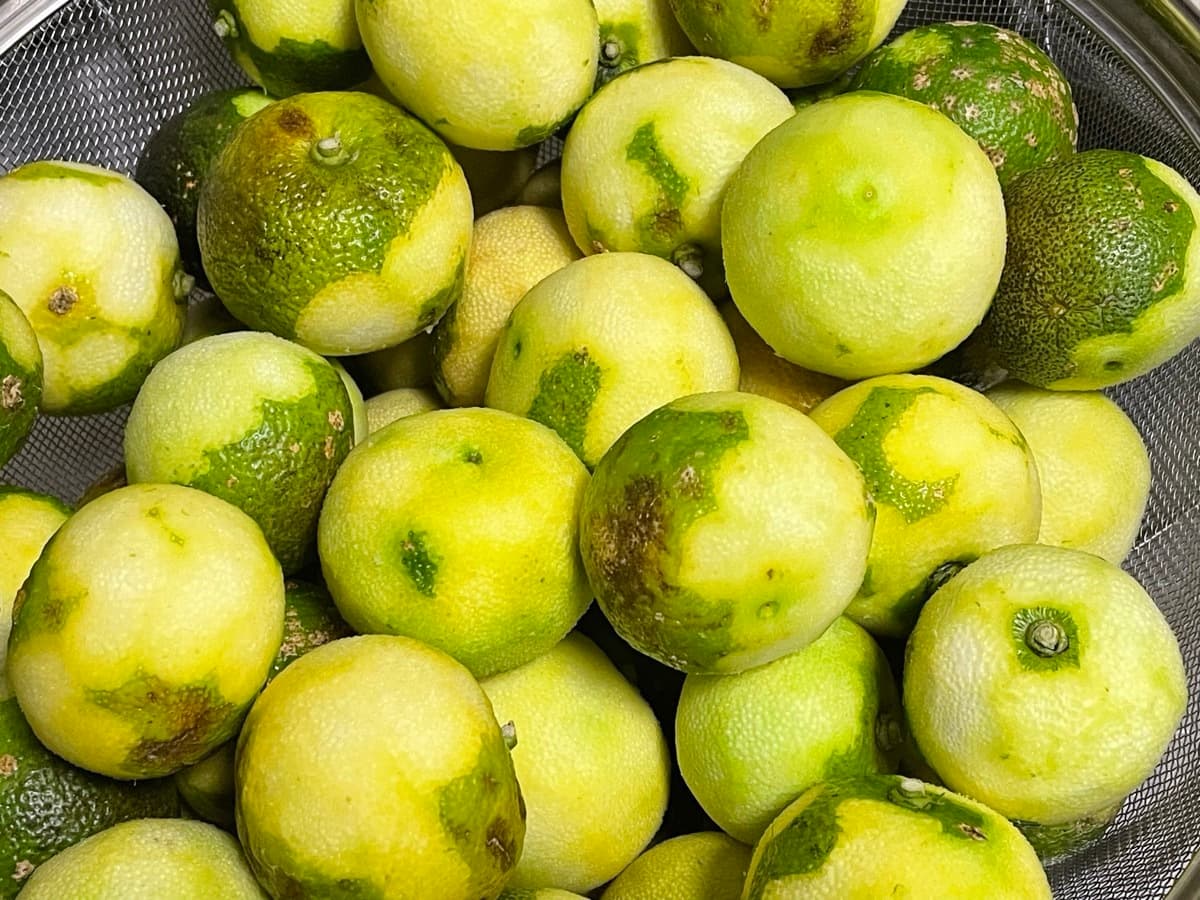 香り豊か！無農薬・無肥料】柚子胡椒 ののま自然農園 (千葉県産) 調味