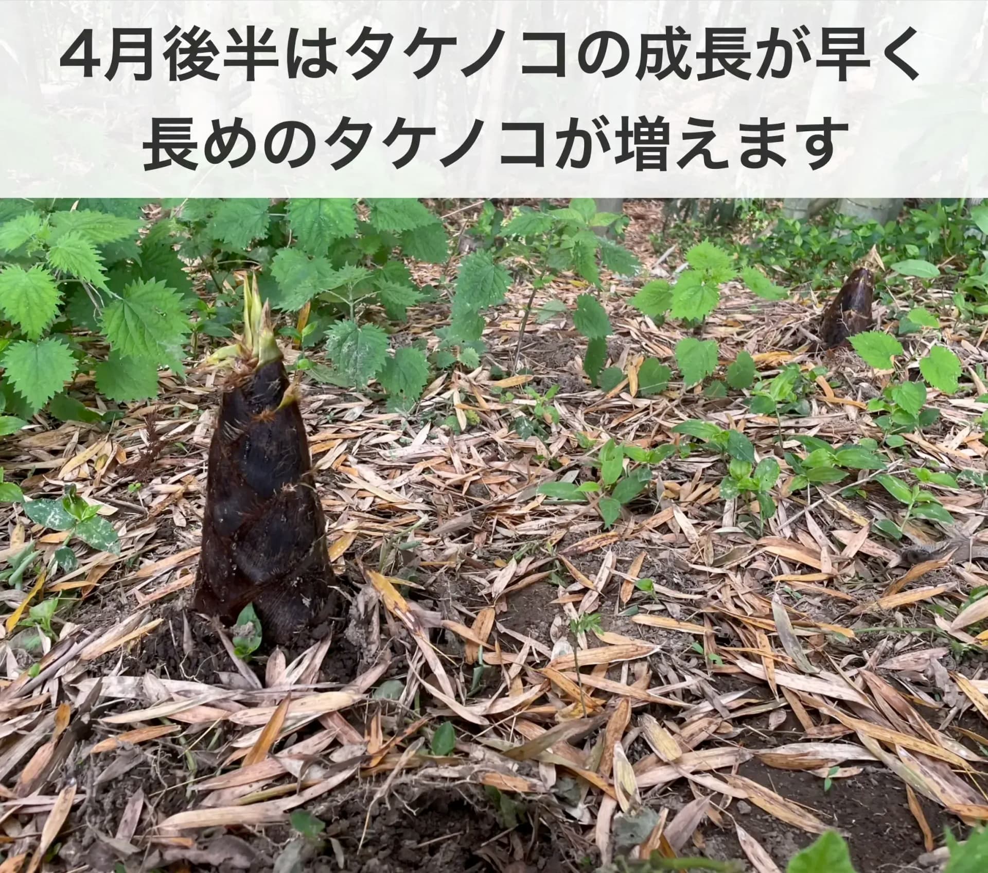 4月限定！採りたてをお届け】孟宗竹たけのこ ののま自然農園 (千葉県