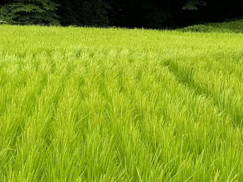 自然農＜令和7年度産コシヒカリ＞⭐︎限界集落の清流米⭐︎ 標高500m清らかな沢水の棚田米/農薬・化学肥料・除草剤 不使用