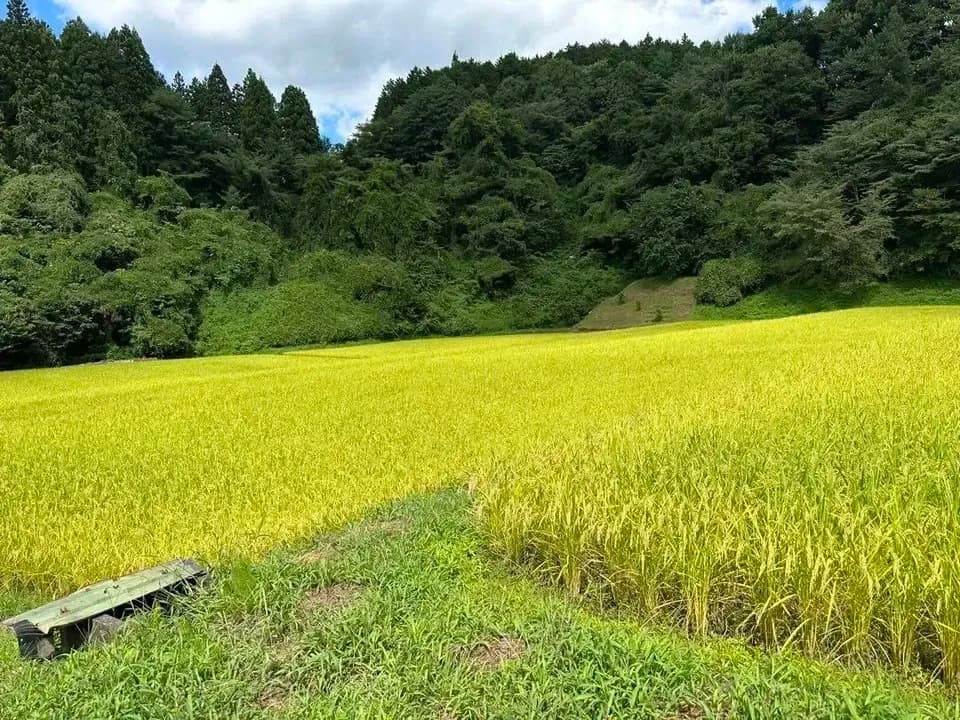 自然農＜令和7年度産コシヒカリ＞⭐︎限界集落の清流米⭐︎ 標高500m清らかな沢水の棚田米/農薬・化学肥料・除草剤 不使用