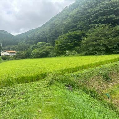 のら市場について