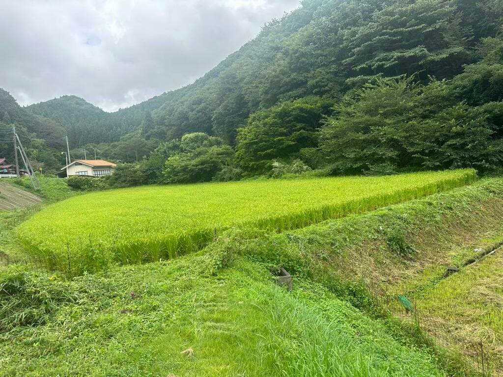 のら市場メイン画像