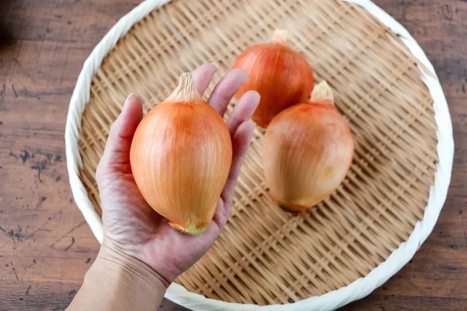 農薬・化学肥料不使用＜季節のおまかせ野菜セット＞大分県耶馬渓の自然の恵みで命をつなぐ固定種入り