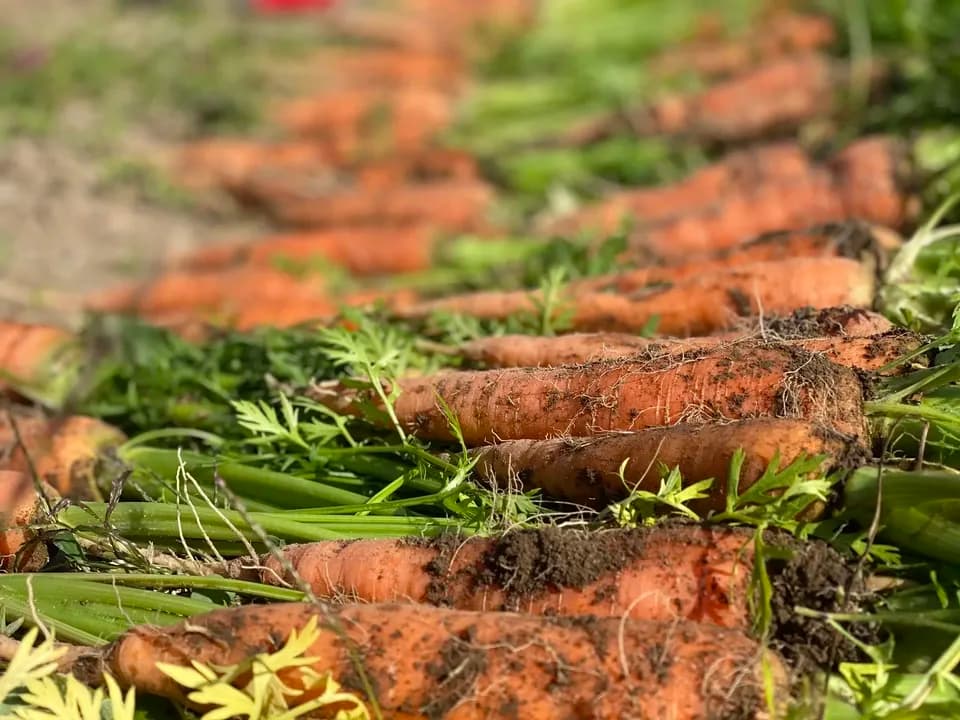 農薬・化学肥料不使用＜季節のおまかせ野菜セット＞大分県耶馬渓の自然の恵みで命をつなぐ固定種入り