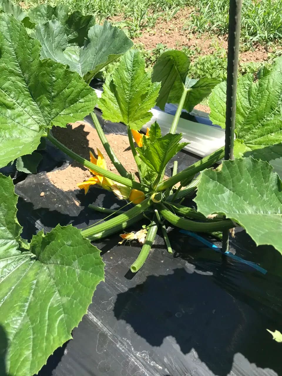 農薬・化学肥料不使用＜季節のおまかせ野菜セット＞大分県耶馬渓の自然の恵みで命をつなぐ固定種入り