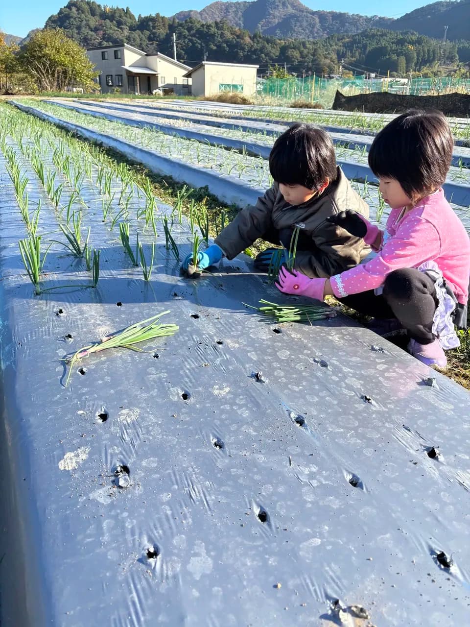 農薬・化学肥料不使用＜季節のおまかせ野菜セット＞大分県耶馬渓の自然の恵みで命をつなぐ固定種入り