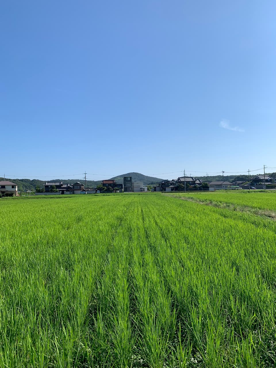 いせひかり】令和7年度 無農薬無肥料の自然栽培米です。 農業！たいこ