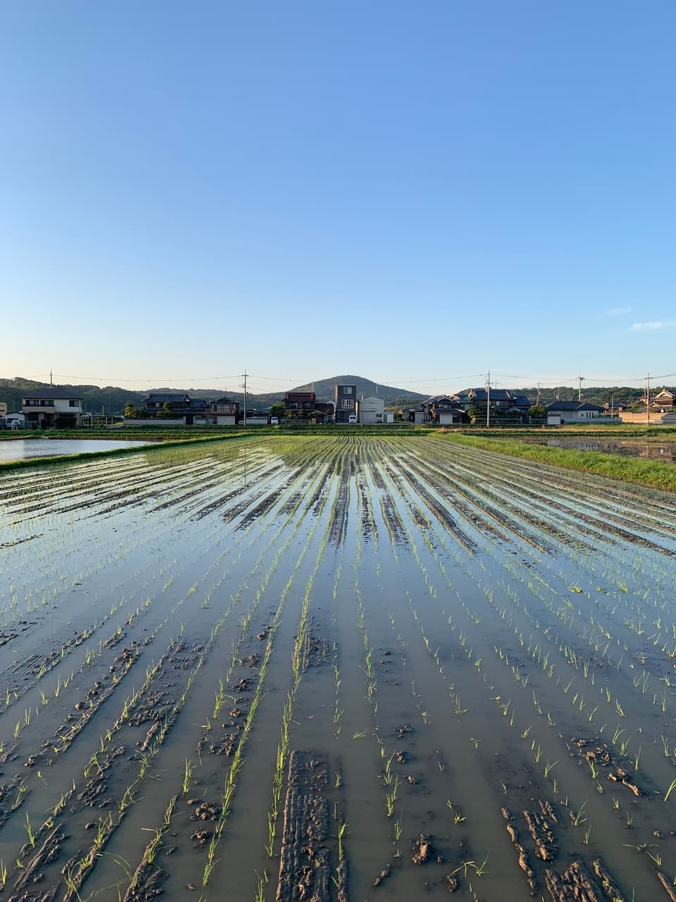 いせひかり】令和7年度 無農薬無肥料の自然栽培米です。 農業！たいこ