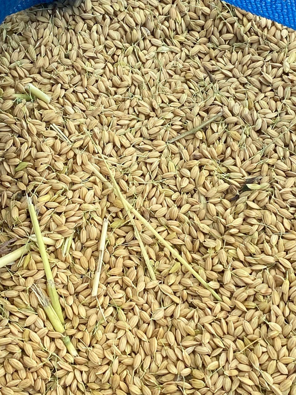 【いせひかり】令和7年度 無農薬無肥料の自然栽培米です。
