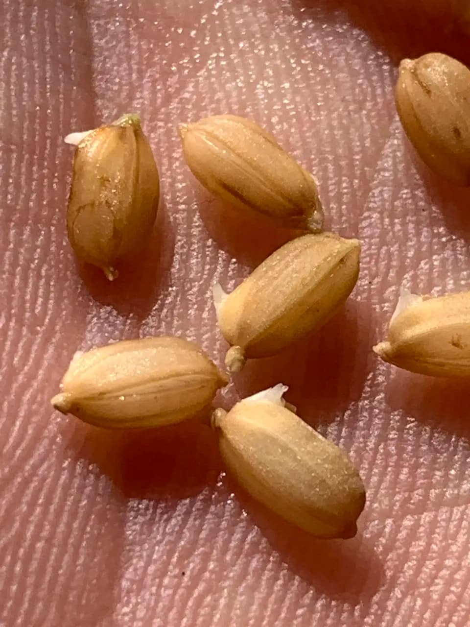 【いせひかり】令和7年度 無農薬無肥料の自然栽培米です。