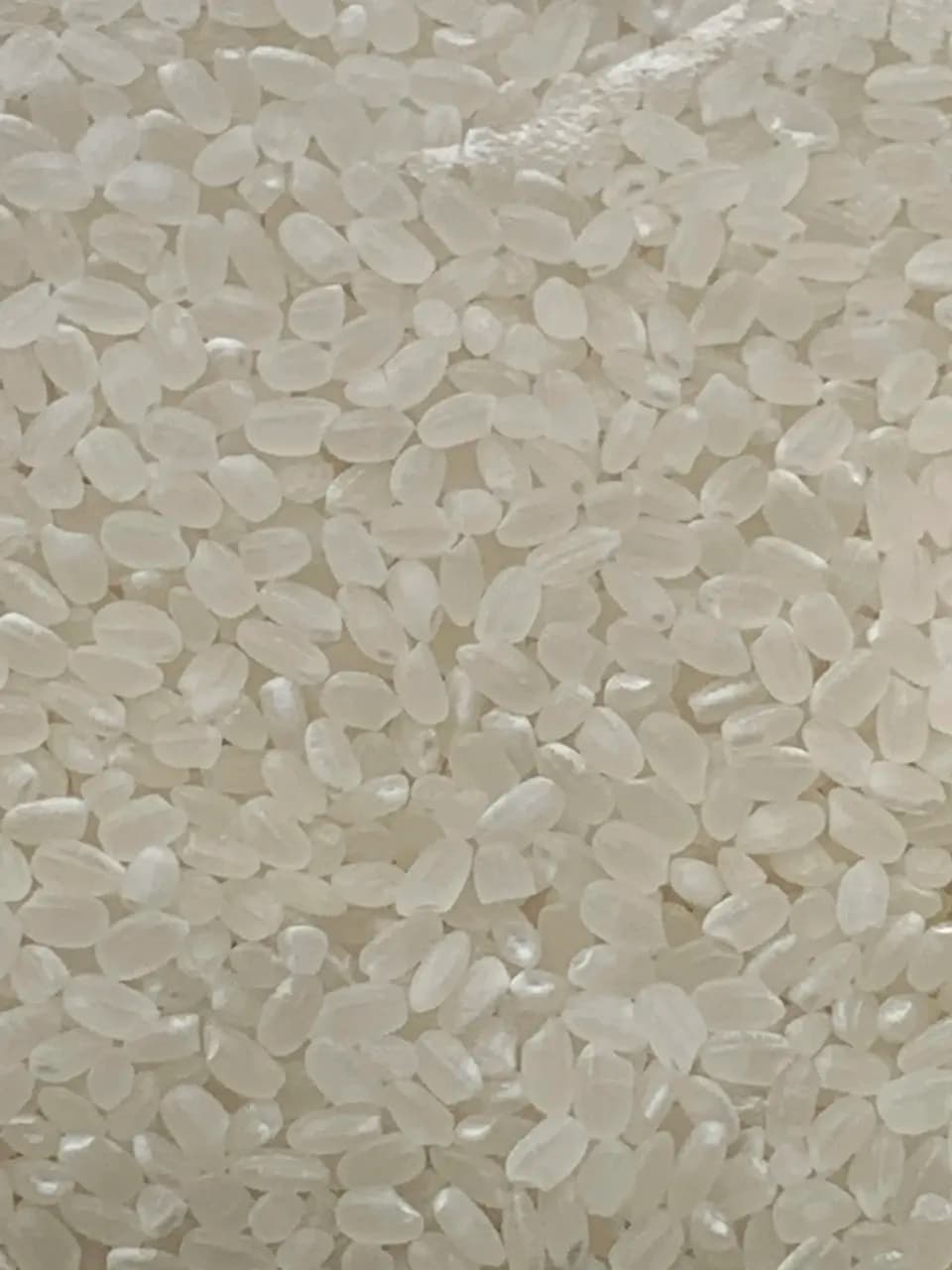 【いせひかり】令和7年度 無農薬無肥料の自然栽培米です。