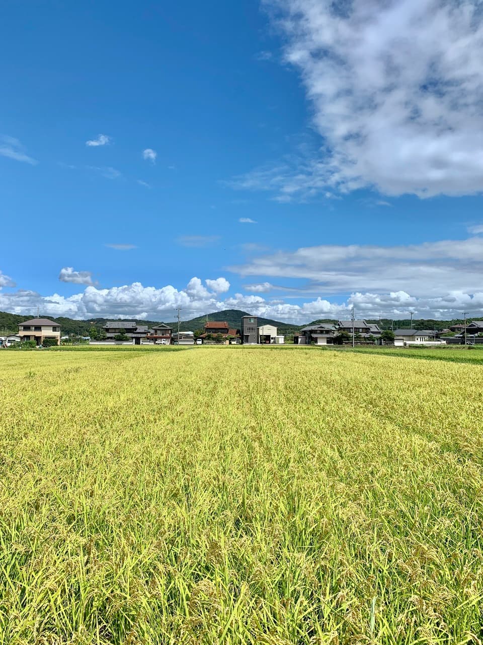 【自然栽培いせひかりの糀あまざけ】原材料は無農薬無肥料のイセヒカリのみ使用　
