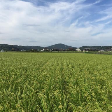 農業！たいこやについて