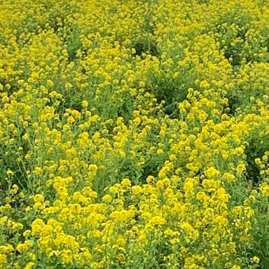 菜の花