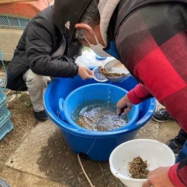 種籾の塩水選