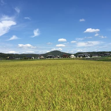 新米です！無農薬コシヒカリ販売開始しました！