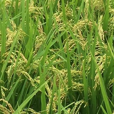 イセヒカリが元気です