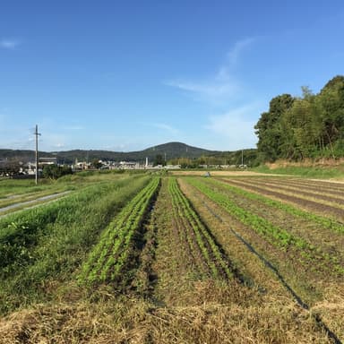 人参種まき