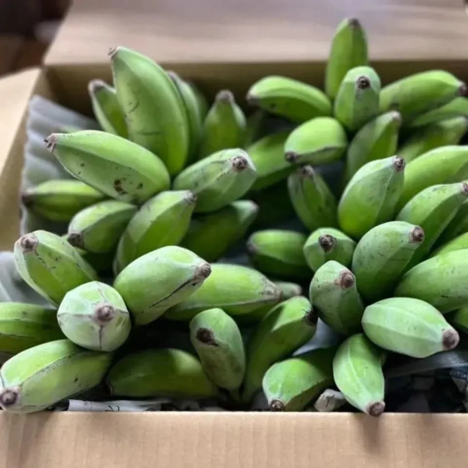 無農薬】2026☆沖縄県産 自然栽培アップルバナナ OCA Cacao