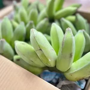【無農薬】２０２６☆沖縄県産 自然栽培アップルバナナ