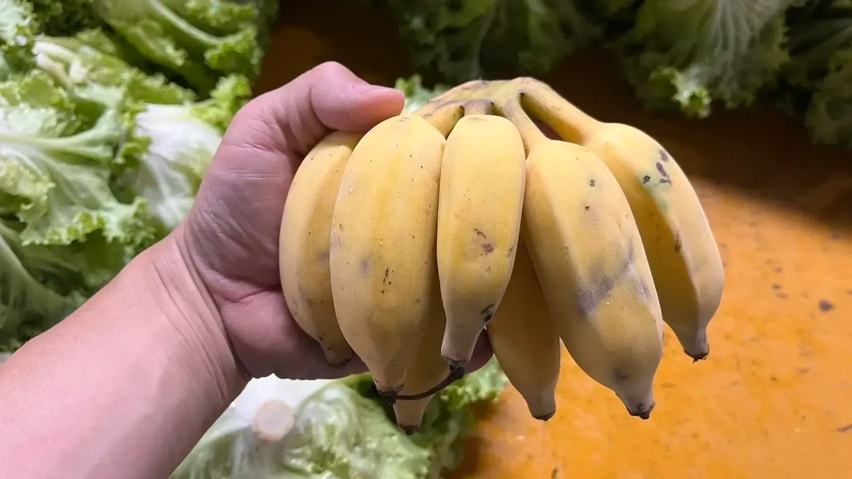 無農薬】2026☆沖縄県産 自然栽培アップルバナナ OCA Cacao