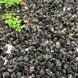 カカオ豆だけでなく、カカオ豆の皮（ハスク）やカカオポッドの有効活用