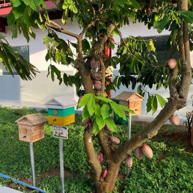 ハリナシバチがやってきた！OCAカカオ農園に小さな新しい仲間