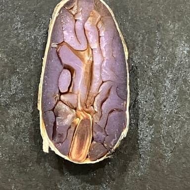 発酵の前に知ってほしい、収穫直後の“生”カカオ豆のこと