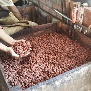 発酵途中のカカオ豆は、どんな味に変わっていくのか