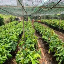 なぜベトナムでカカオ栽培をするのか｜OCAの挑戦